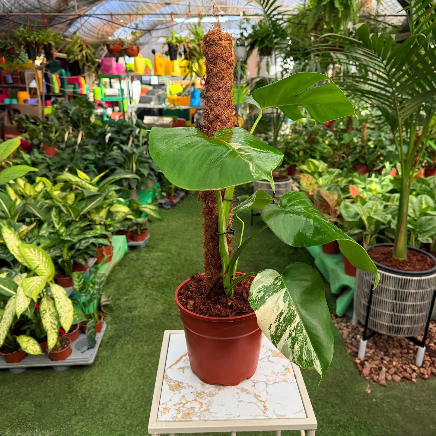 מונסטרה אלבו על מוס 7 ליטר (גיוון נמוך)