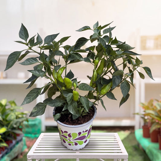 שתיל פלפל מאכל חריף מניב עם פלפלים ירוקים בעציץ קוטר 15 ס"מ