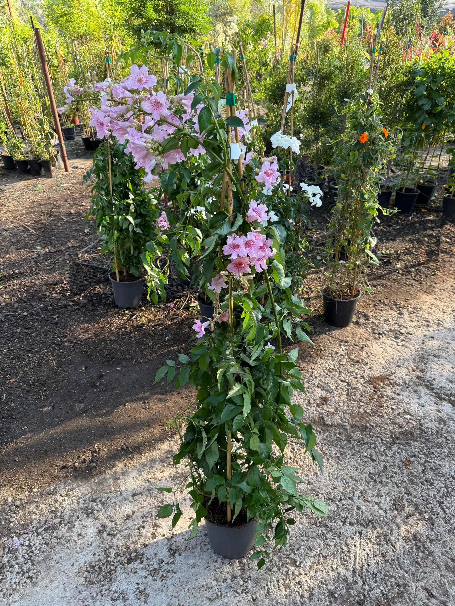 צמח פנדוריאה עם פרחים ורודים ברקע של משתלה