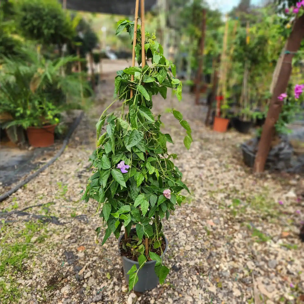 צמח שעועית החילזון עם הרבה עלים ירוקים ופרח סגול אחד ברקע של משתלה