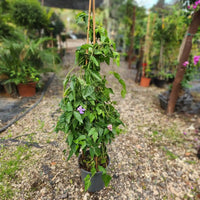 צמח שעועית החילזון עם הרבה עלים ירוקים ופרח סגול אחד ברקע של משתלה