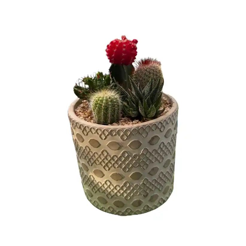 Decorative pot with cacti and succulents on a white background