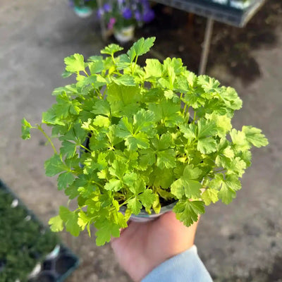 פטרוזיליה עציץ 12 ס