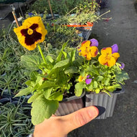 צמח אמנון ותמר בכוסיות קטנות