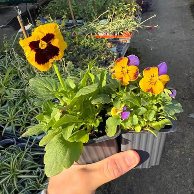 שישיית צמחים בכוסות מיקס