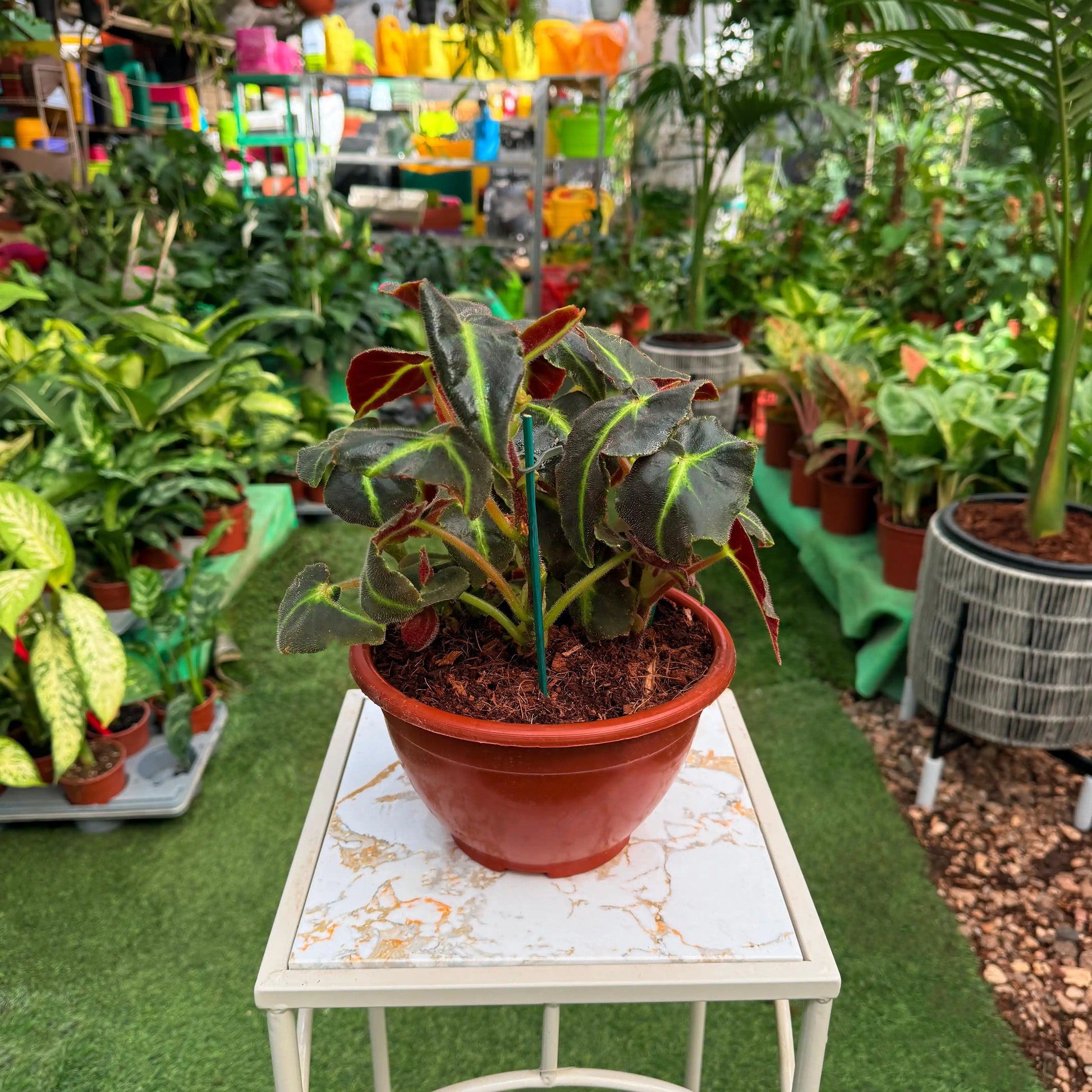 ביגוניה ליסטדה על סטנד ברקע של משתלה