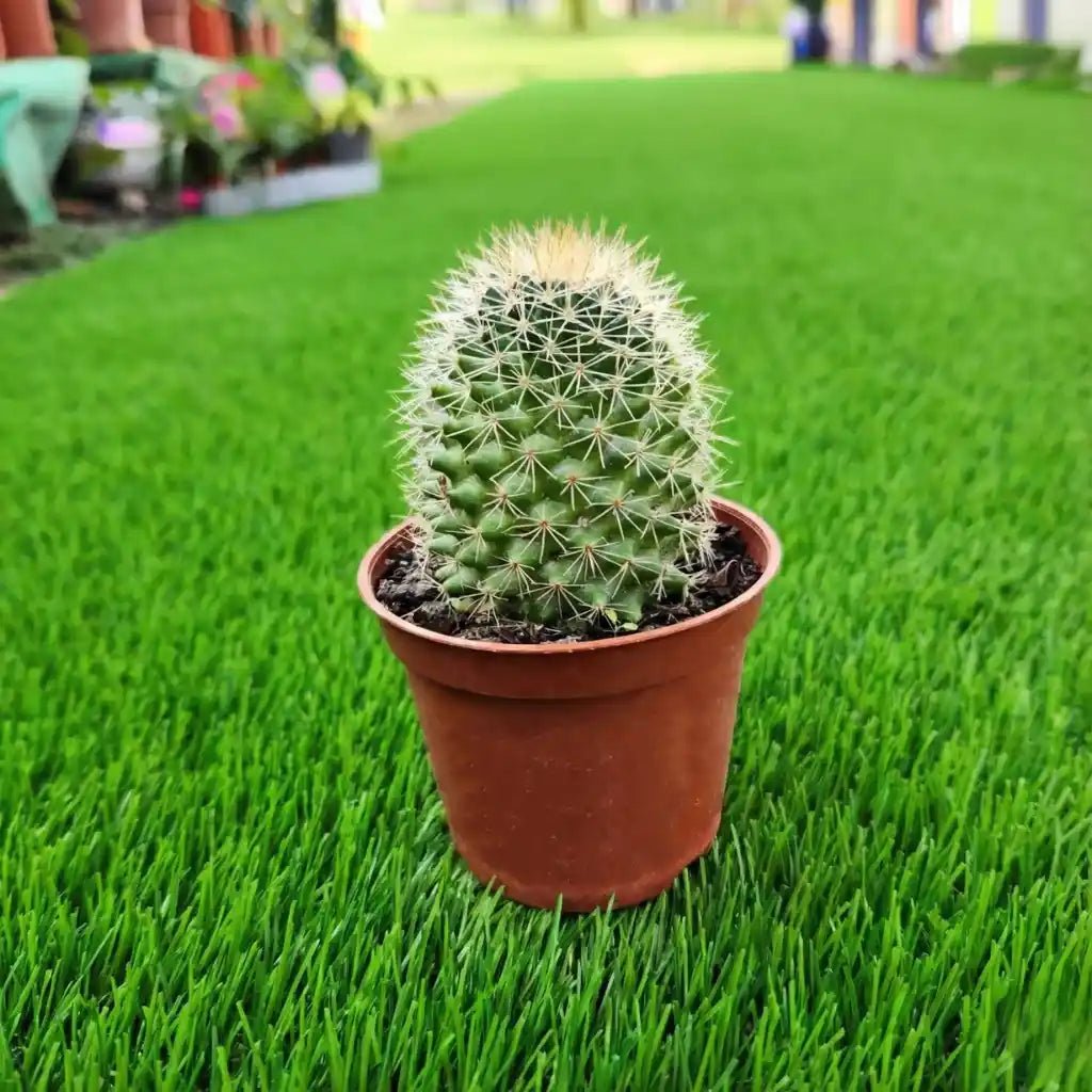 Small cactus in a pot on artificial grass