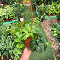 צמח  אשיננטוס מונה ליזה בעציץ נתלה