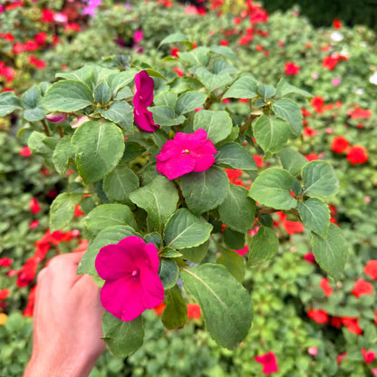 Hand holding a pink flower with a blurred background of red flowers