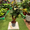 פוליסקיאס פביאן בעל גזע מעובה במראה בונסאי בעציץ 12 ס״מ
