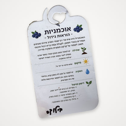 תווית הוראות גידול לשתיל אוכמניות בילוקסי - שתילה, מיקום, השקיה ודישון