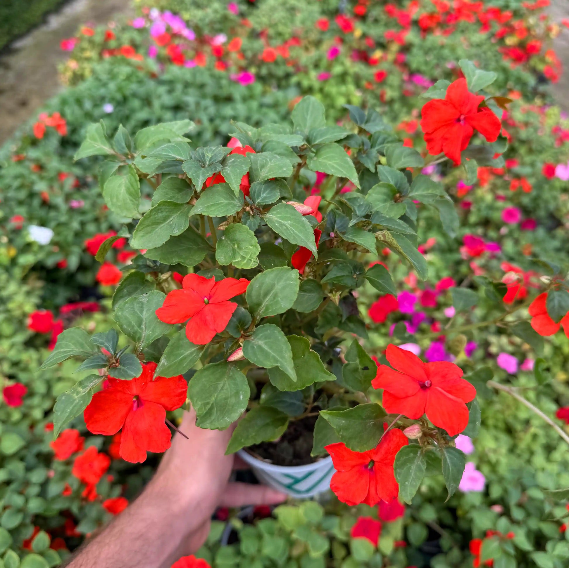 Person holding a potted plant with red flowers amidst other colorful flowers