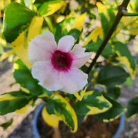 White flower with a red center surrounded by green leaves