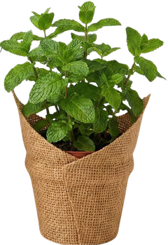 תבלינים/פורחים לאירוע ביוטה