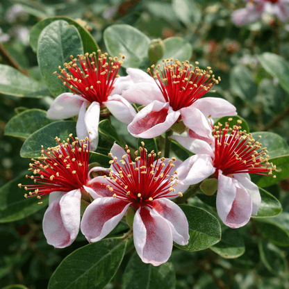 קלוז אפ של פרח אדום ורוד של עץ הפג'ויה