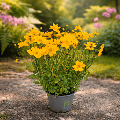 Potted plant with yellow flowers in a garden setting