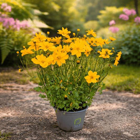 Potted plant with yellow flowers in a garden setting