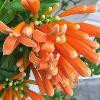 אורנית לוהבת