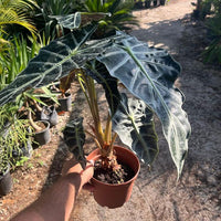 אלוקסיה-פולי2