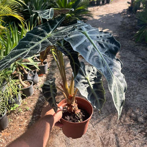 אלוקסיה-פולי2