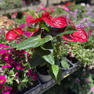 אנטוריום קוטר עציץ 15 ס