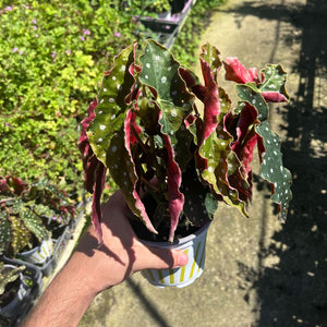 בגוניה מקולטה