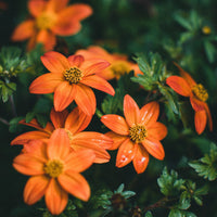 דו שן בידנס