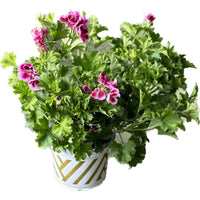 גרניום-צרפתי