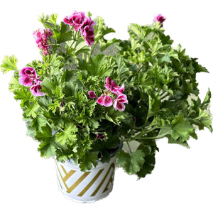 גרניום-צרפתי