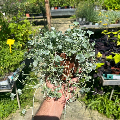 דיכונדרה כסופה קוטר עציץ 12 ס״מ (רב שנתי לגינה)