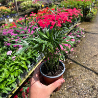 דקל חמדוריאה קטן עם עלים ירוקים 