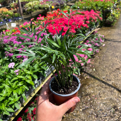 דקל חמדוריאה קטן עציץ 12 רב שנתי לבית