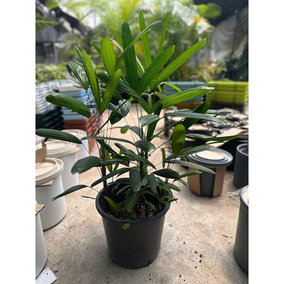 דקל ראפיס עציץ 18 ליטר (רב שנתי לגינה ובית צל מלא)