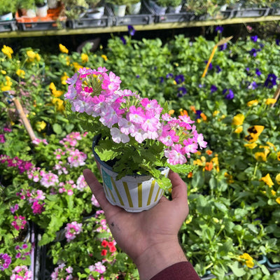 ורבנה קוטר עציץ 12 ס"מ (רב שנתי לגינה)