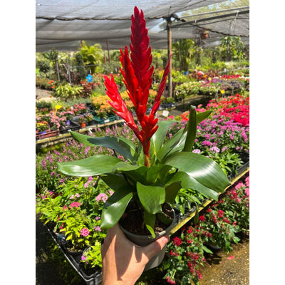 וריזאה קוטר עציץ 14 ס