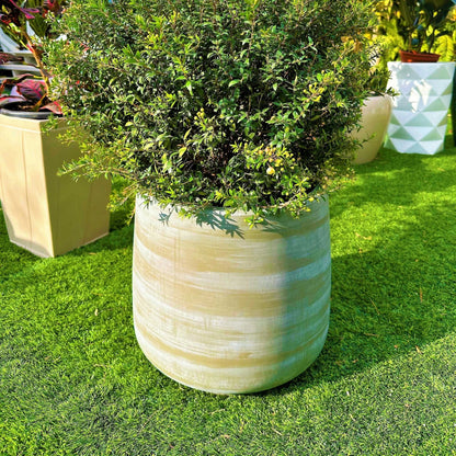 כד השמלה (אפור מחוספס)