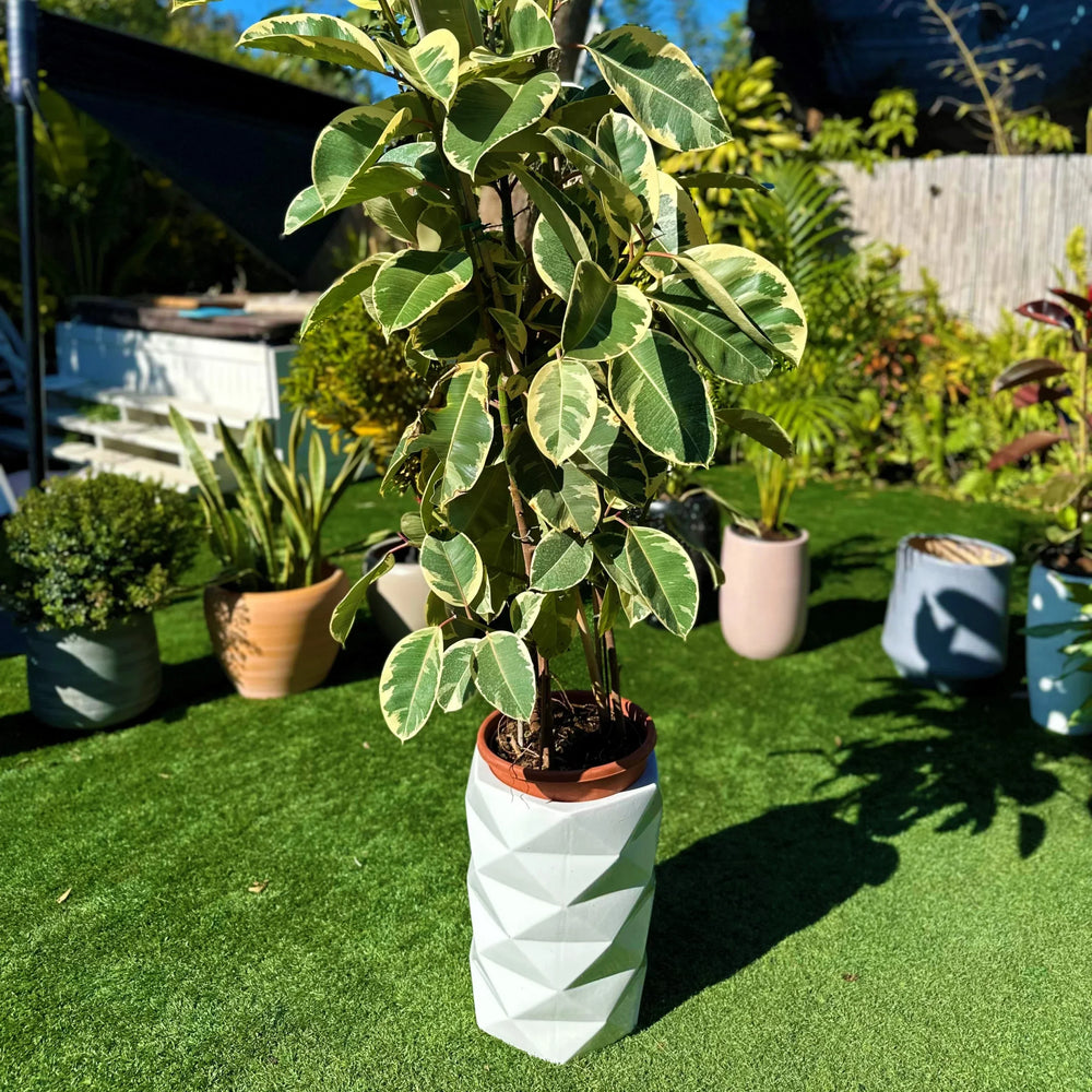 כד משושה עם צמח