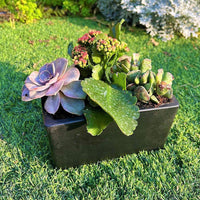 כדנית שחורה