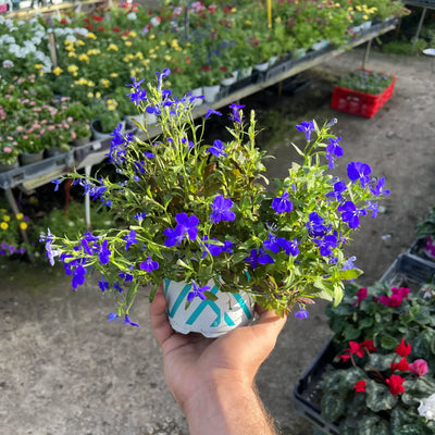 לובליה כחולה קוטר עציץ 12 ס