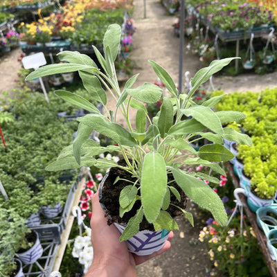 מרווה רפואית עציץ 12 ס