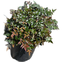 ננדינה ננסית