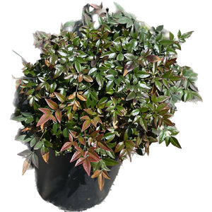 ננדינה ננסית