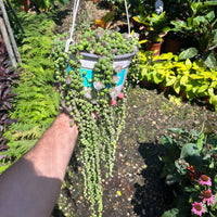 סביון-כדורי-קוטר עציץ עשרים