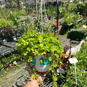 סיגלית-אוסטרלית נשפך