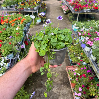 סיגלית אוסטרלית קוטר עציץ 12 ס