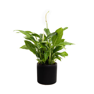 ספטיפיליום