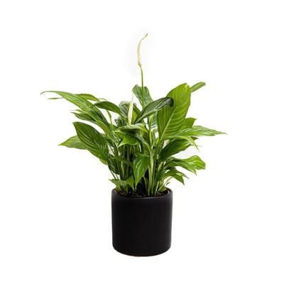 ספטיפיליום רב שנתי לבית