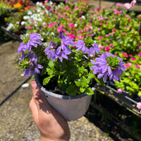 סקבולה שופעת