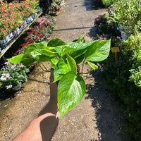 פוטוס-בעציץ-קוטר-שתיים עשרה