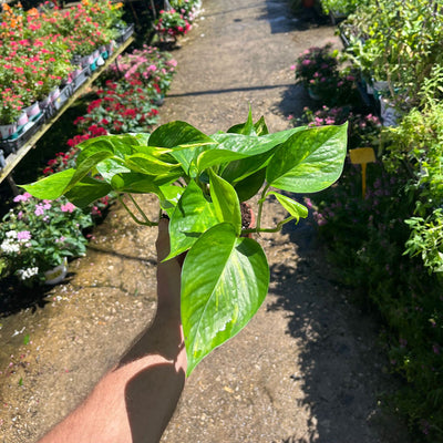 Многолетнее горшечное растение для дома 